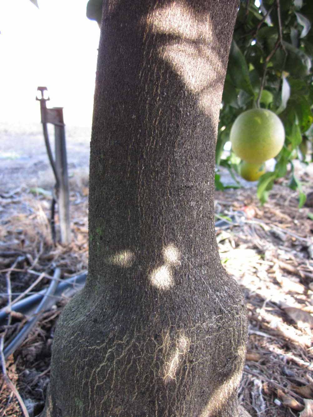              Bark (Winter Haven, FL)       